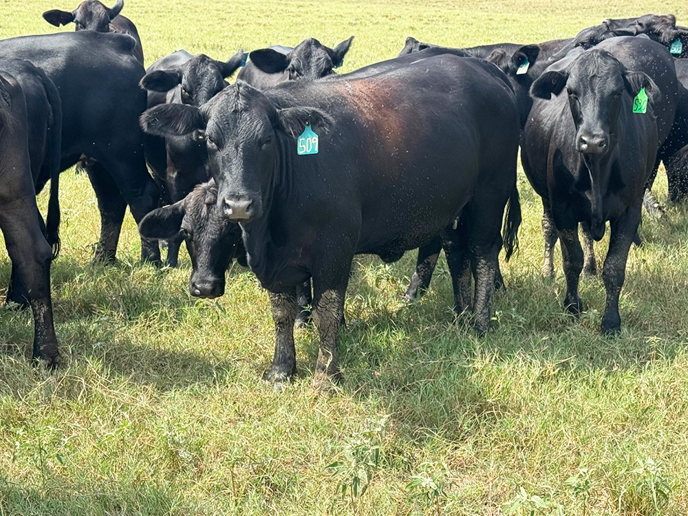 Cattle Range Listing Photo