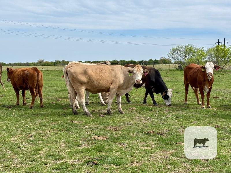 Cattle Range Listing Photo