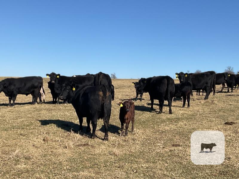 Cattle Range Listing Photo