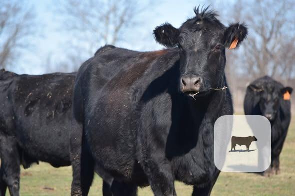 Cattle Range Listing Photo