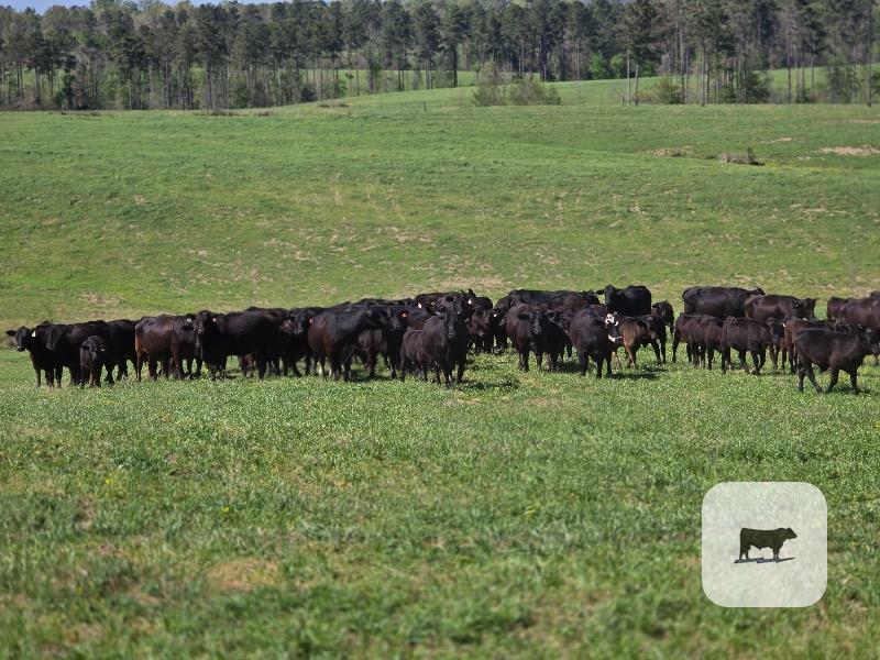 Cattle Range Listing Photo