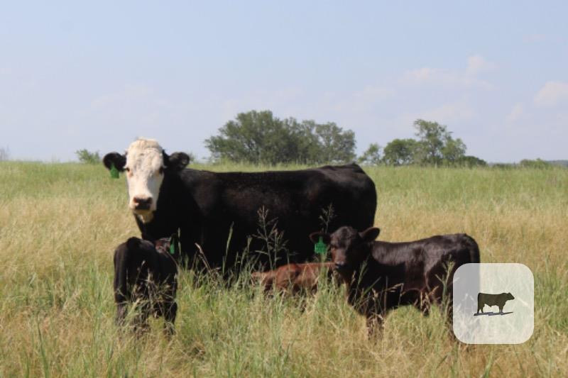 Cattle Range Listing Photo