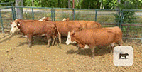 5 Reg. Hereford Cows... E. Central LA