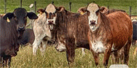 500 Brangus, Brangus Baldy & Tigerstripe Bred Heifers... Northwest AL