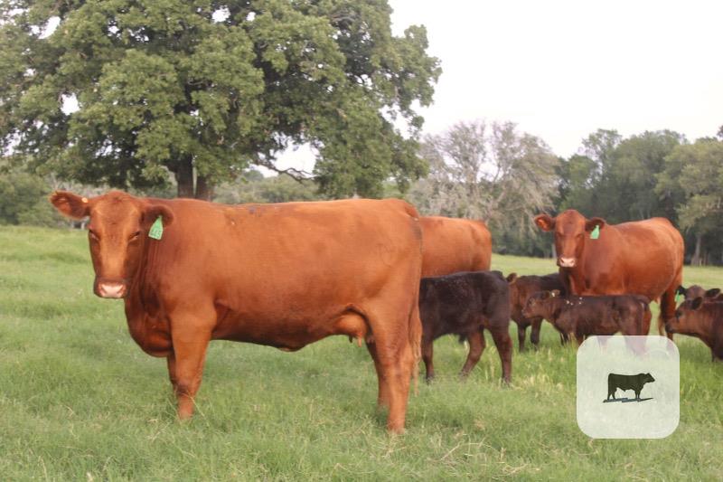 Cattle Range Listing Photo