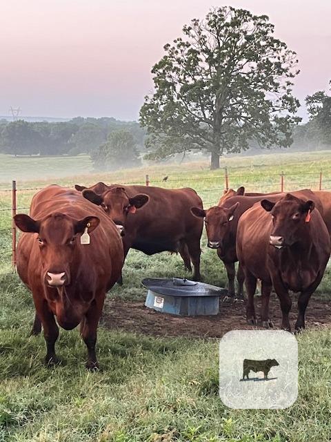 Cattle Range Listing Photo