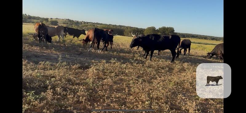 Cattle Range Listing Photo 4