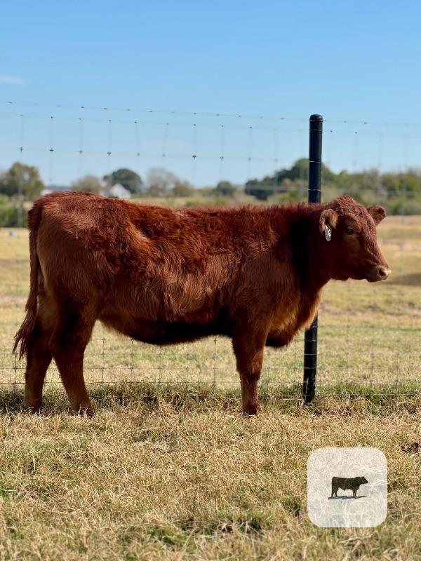 Cattle Range Listing Photo