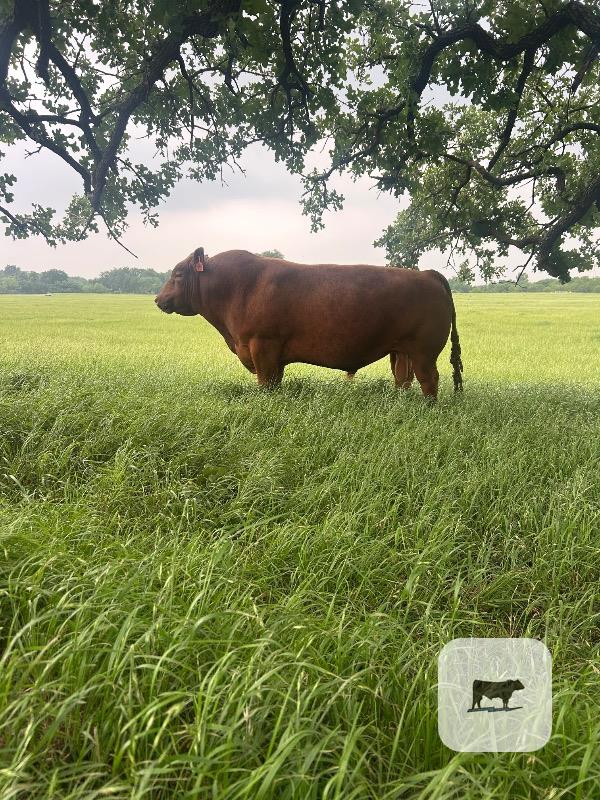 Cattle Range Listing Photo