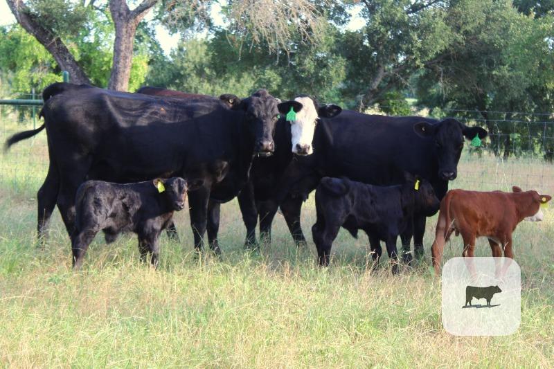 Cattle Range Listing Photo