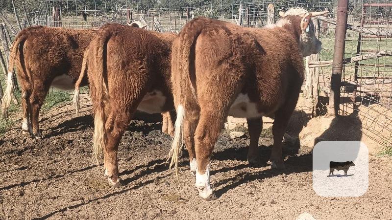 Cattle Range Listing Photo