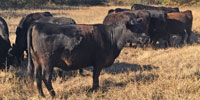 21 Angus Bred Heifers... Central TX