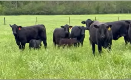 Cattle Range Listing Photo