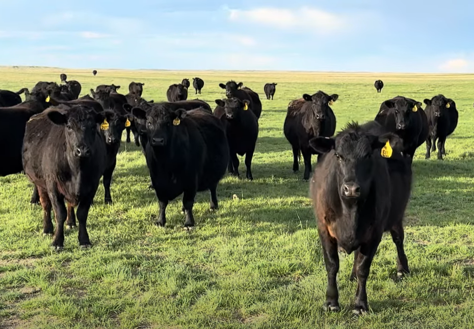 Cattle Range Listing Photo