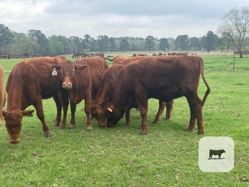 Cattle Range Listing Photo