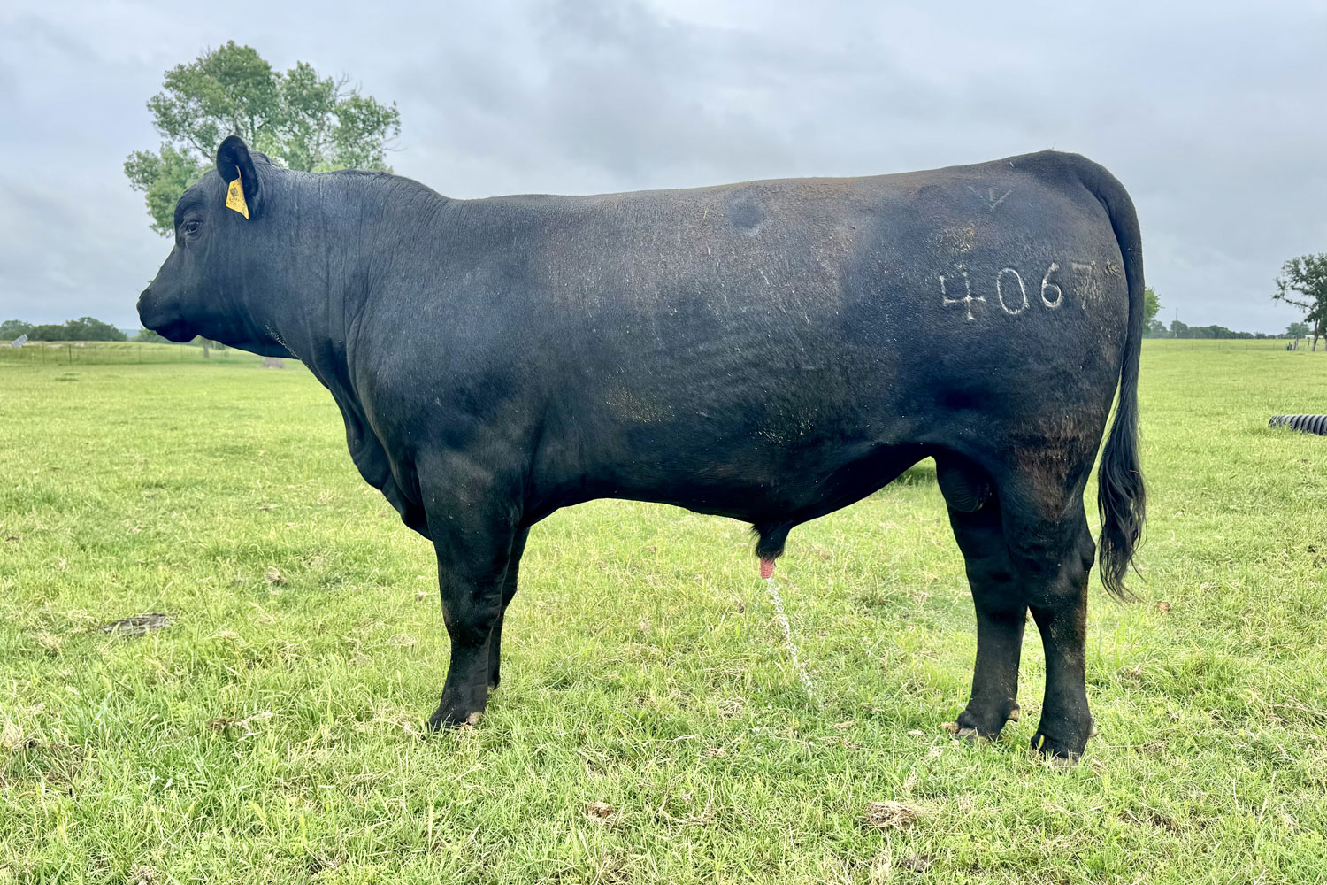 Cattle Range Listing Photo