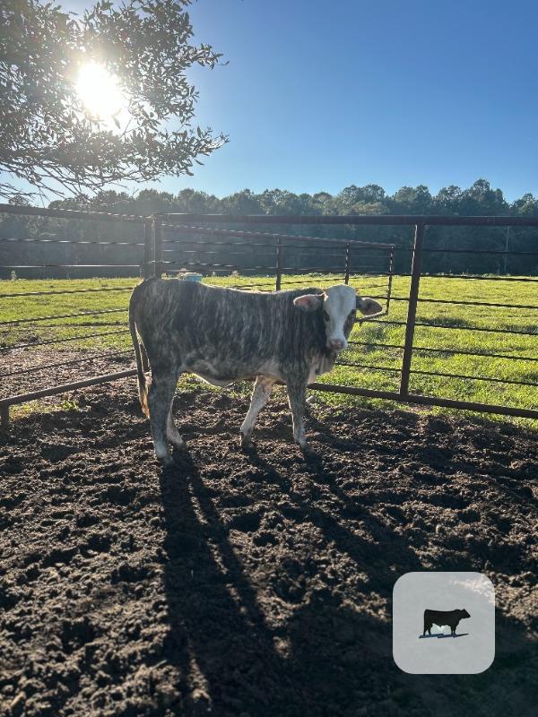 Cattle Range Listing Photo 3