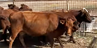 30 Santa Gertrudis & Santa Gertrudis/Red Angus Cows... Central TX