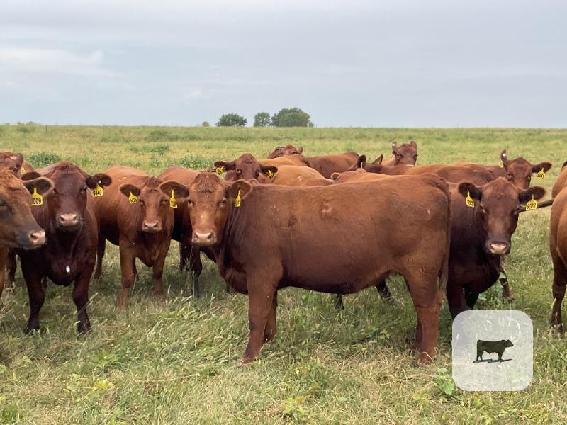 Cattle Range Listing Photo