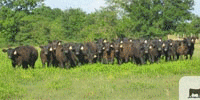 25 Reg. Angus Rep. Heifers... E. Central OK