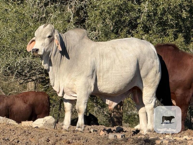 Cattle Range Listing Photo