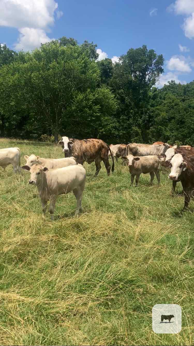 Cattle Range Listing Photo