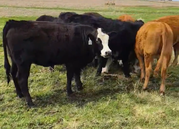 Cattle Range Listing Photo