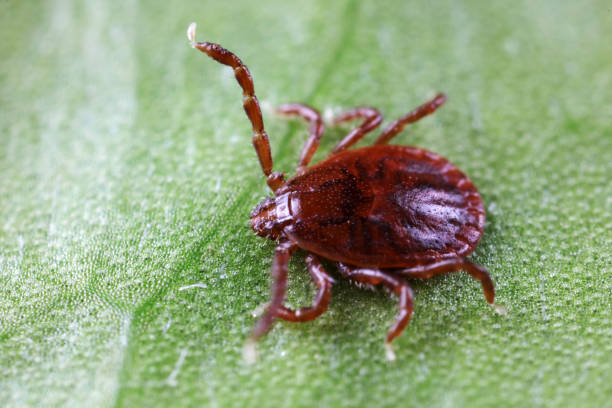 Tick-borne Disease on the Move in Midwest Cattle Herds