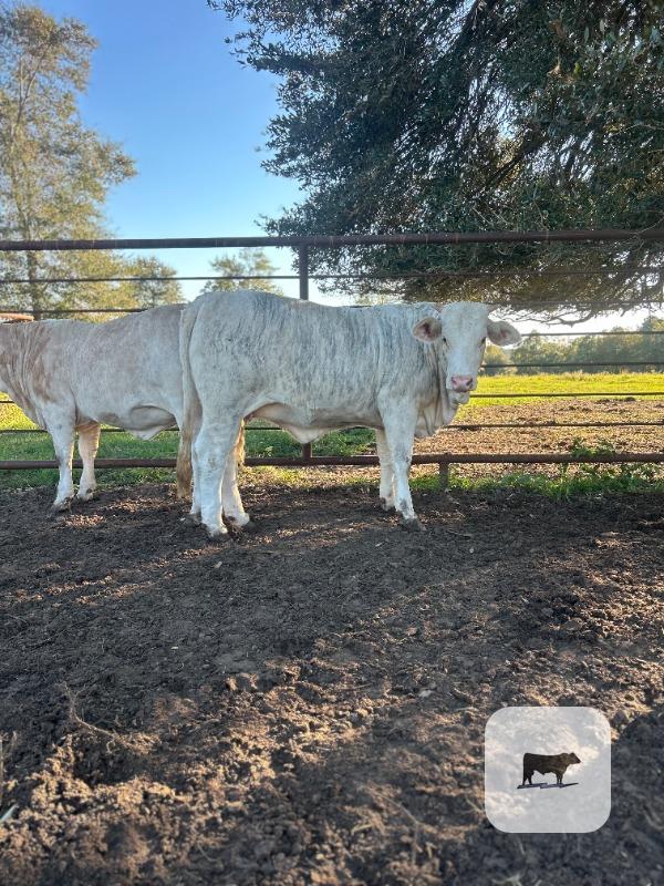 Cattle Range Listing Photo 4