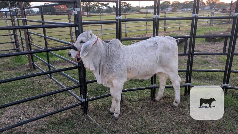 Cattle Range Listing Photo