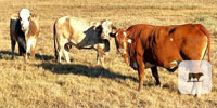 3 F1 Braford/Tigerstripe Cows... Central TX