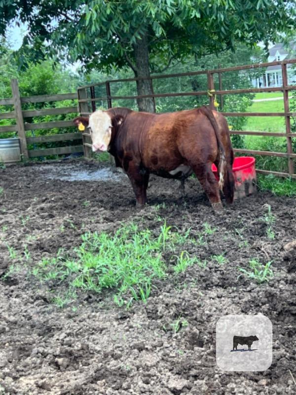 Cattle Range Listing Photo