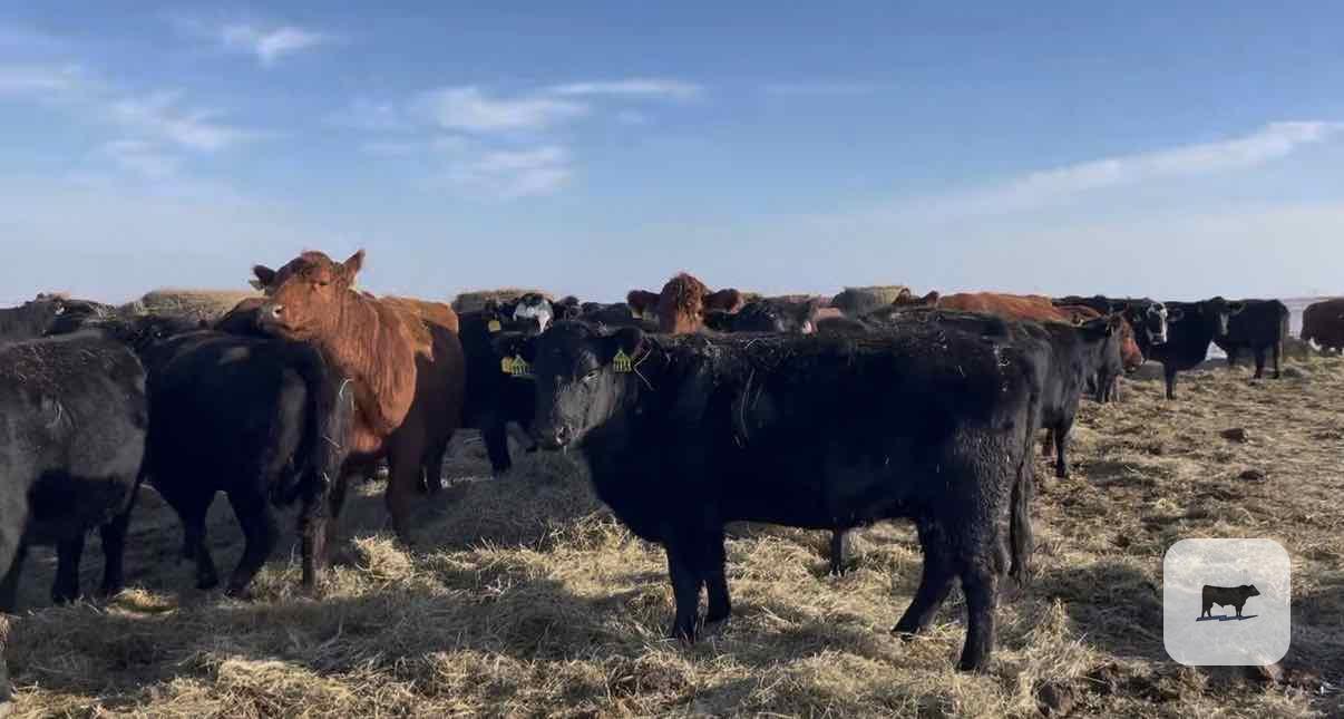 Cattle Range Listing Photo