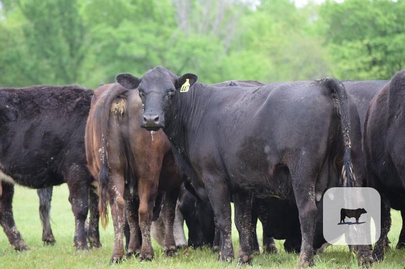 Cattle Range Listing Photo