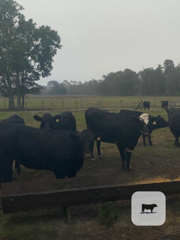 Cattle Range Listing Photo