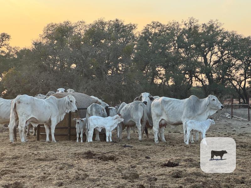 Cattle Range Listing Photo