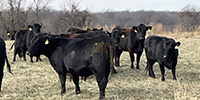16 Angus & BWF Bred Heifers... Southwest MO