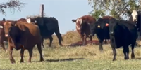100 Angus & Red Angus Cows... W. Central OK