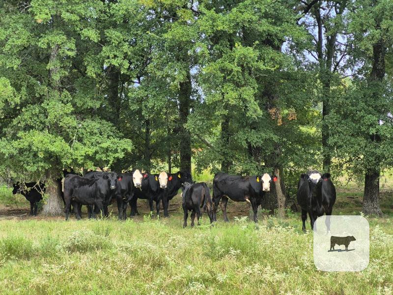 Cattle Range Listing Photo
