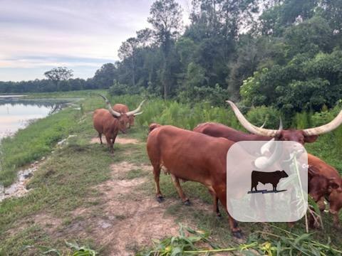 Cattle Range Listing Photo