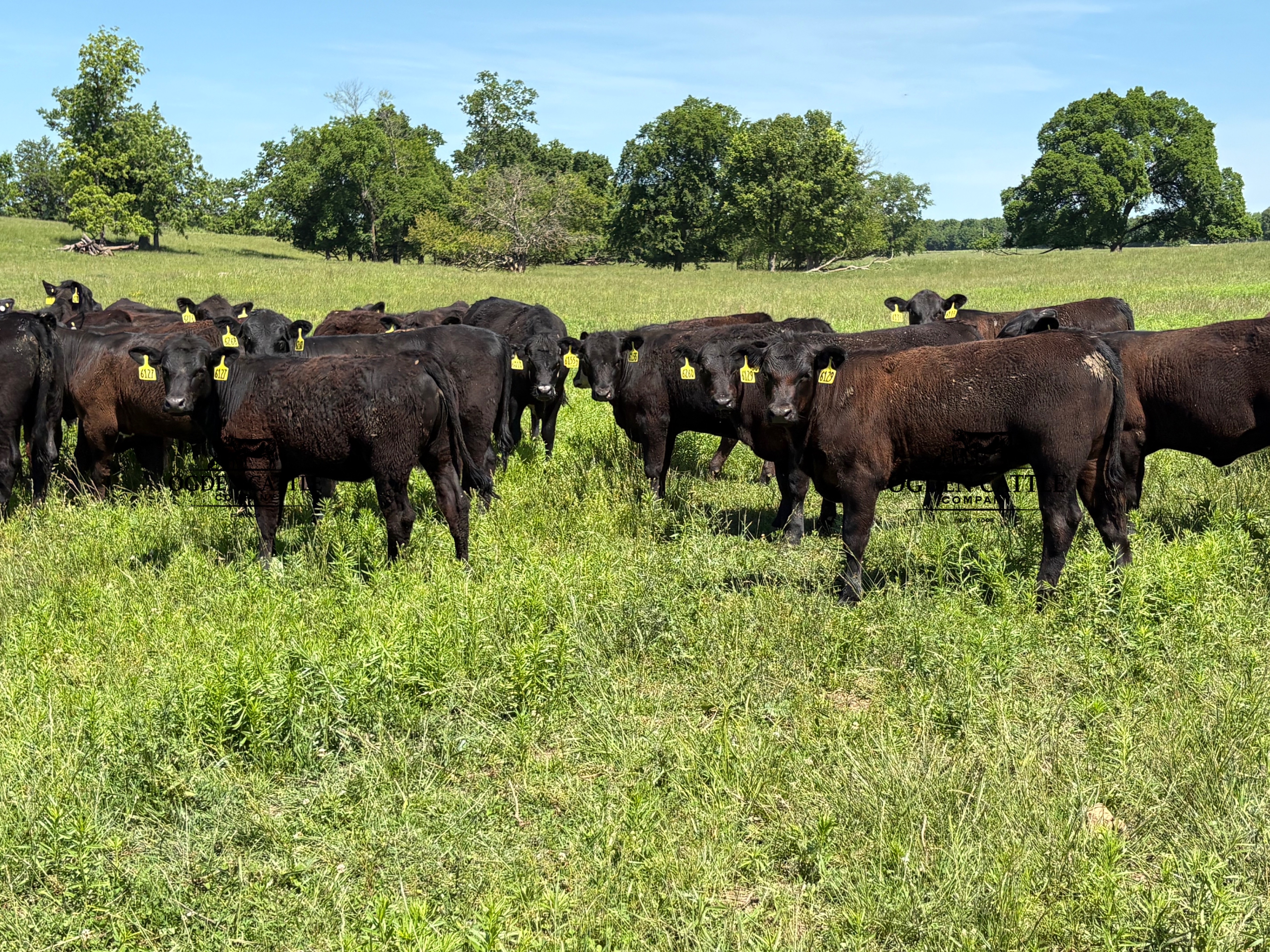 Pasture & Range Conditions as of 6/7/26