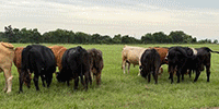 50 Crossbred Cows... Central TX