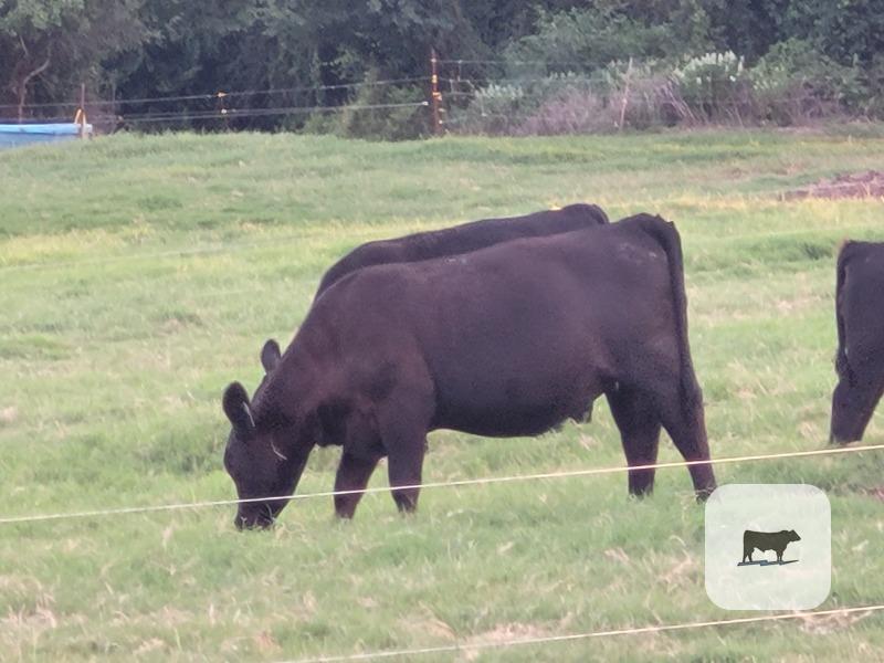Cattle Range Listing Photo
