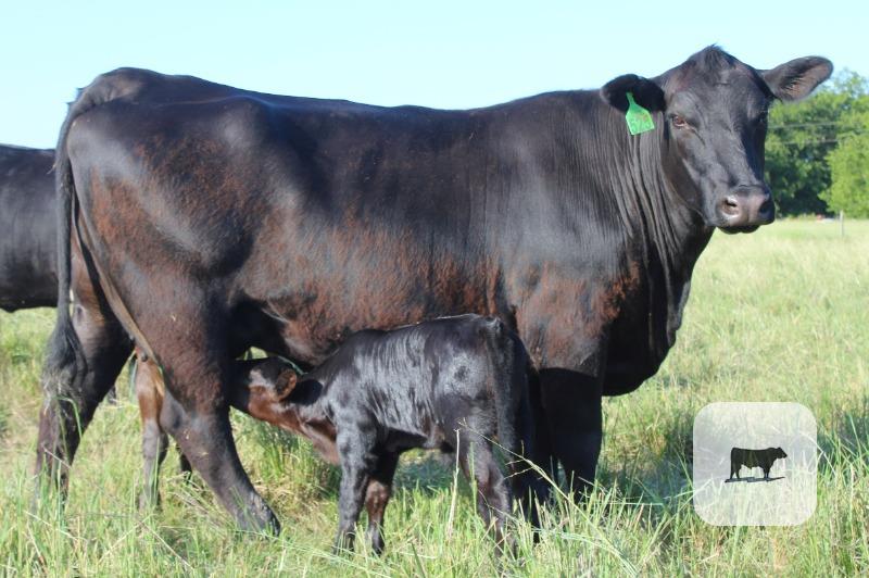 Cattle Range Listing Photo