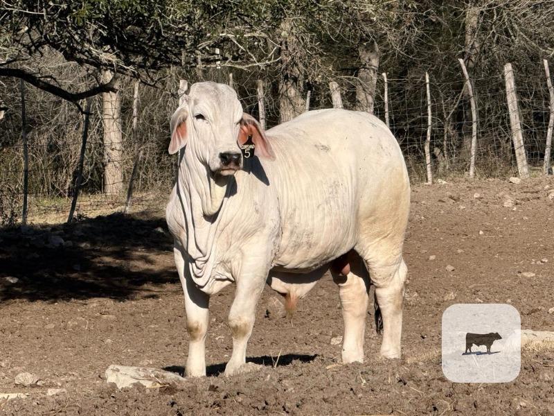 Cattle Range Listing Photo