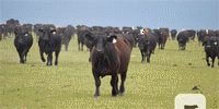 160 Angus Cows... E. Central OK