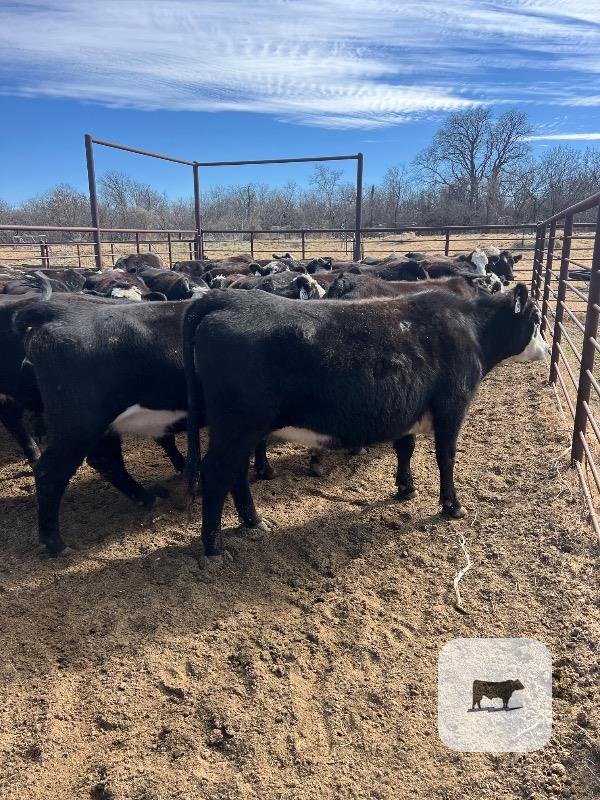 Cattle Range Listing Photo