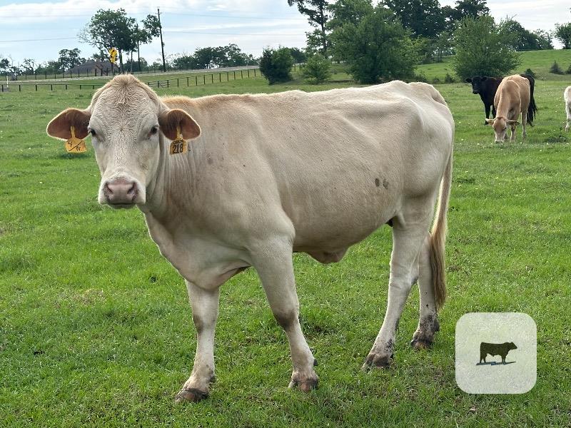 Cattle Range Listing Photo