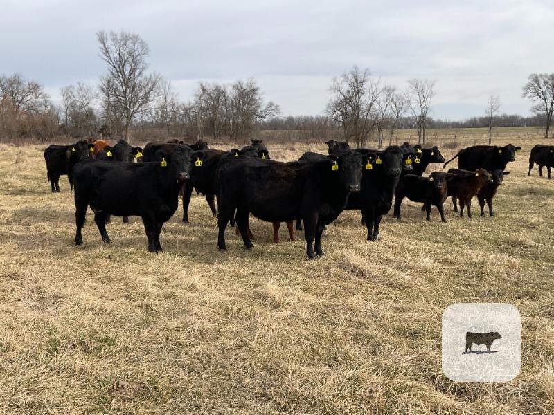 Cattle Range Listing Photo