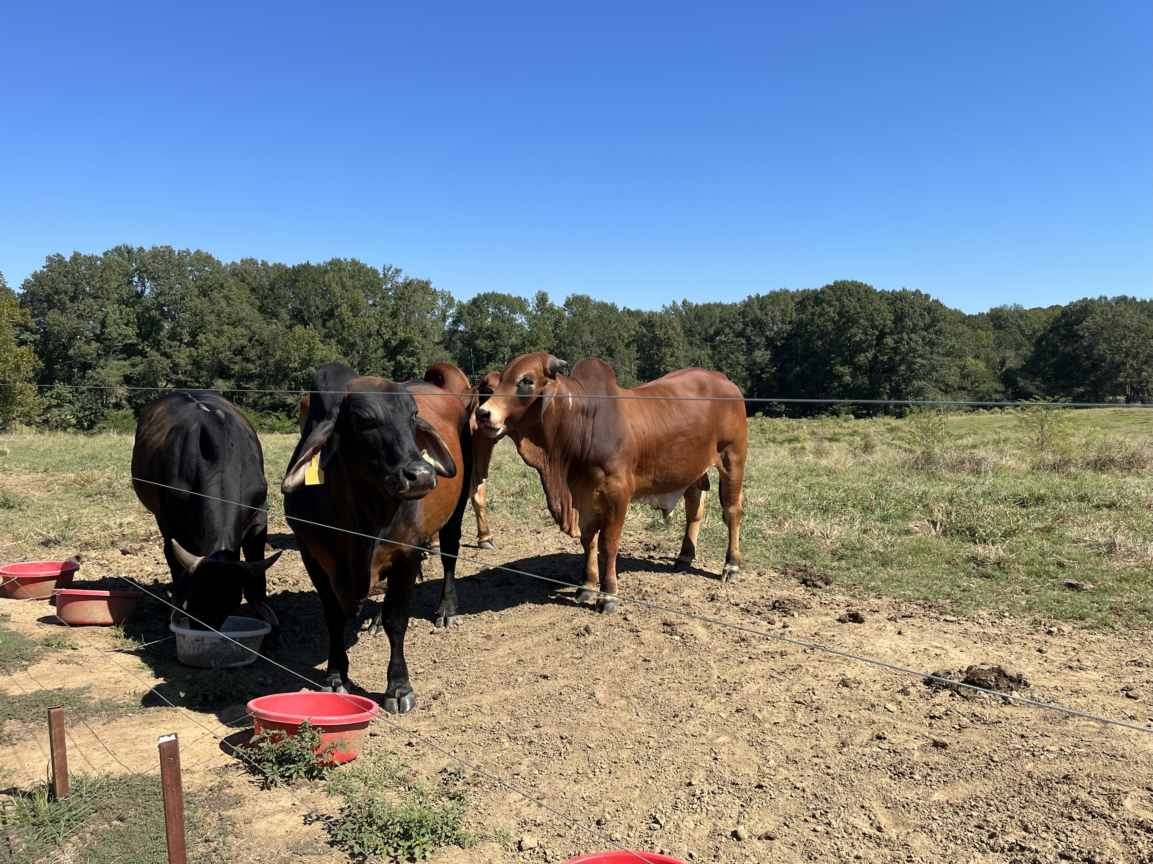 Cattle Range Listing Photo 3